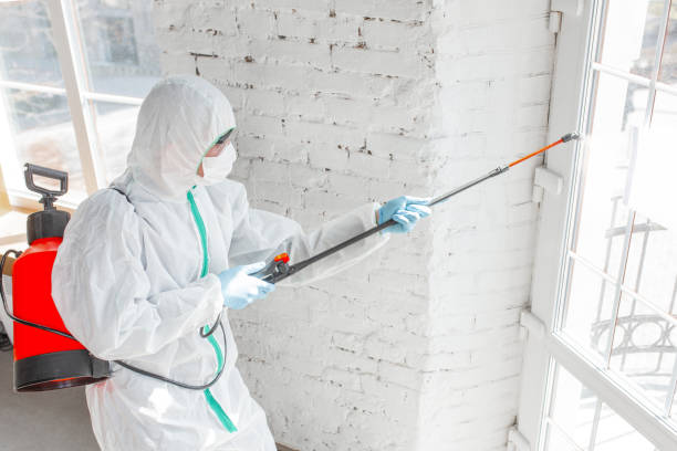 Reliable Salem, OH Mold Removal Solutions